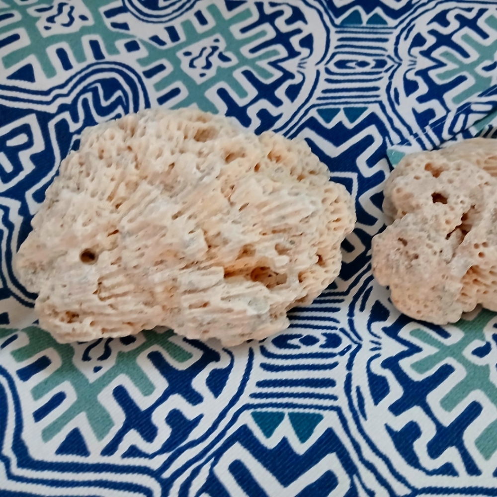 Brain coral fossils, set of 2 hand gathered beach walk seashells